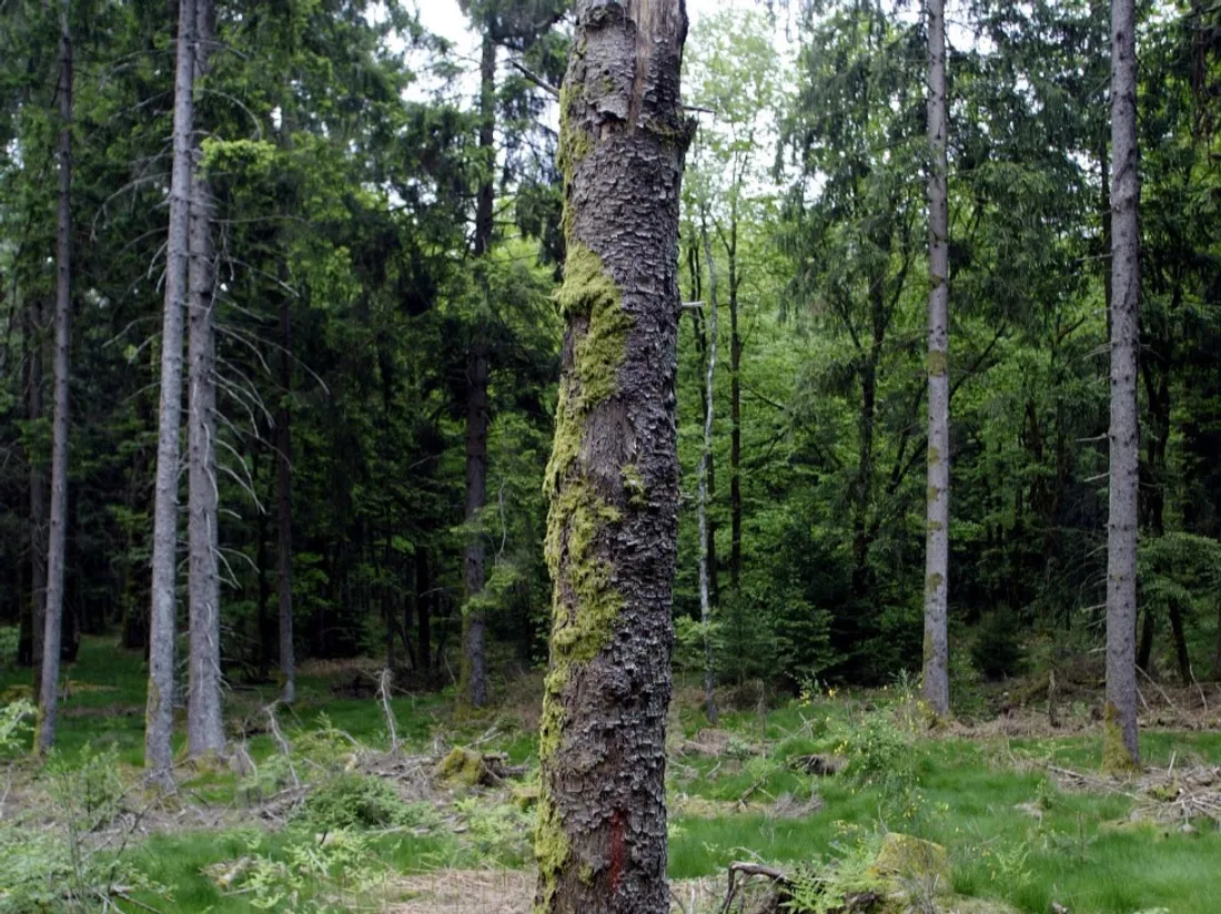 Ils découvrent un squelette pendant une partie de cache-cache dans un parc des Yvelines