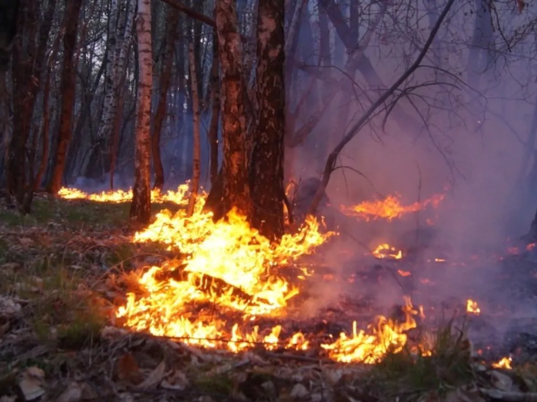 Les pompiers ont lutté plusieurs heures contre un feu de forêt - image d'illustration
