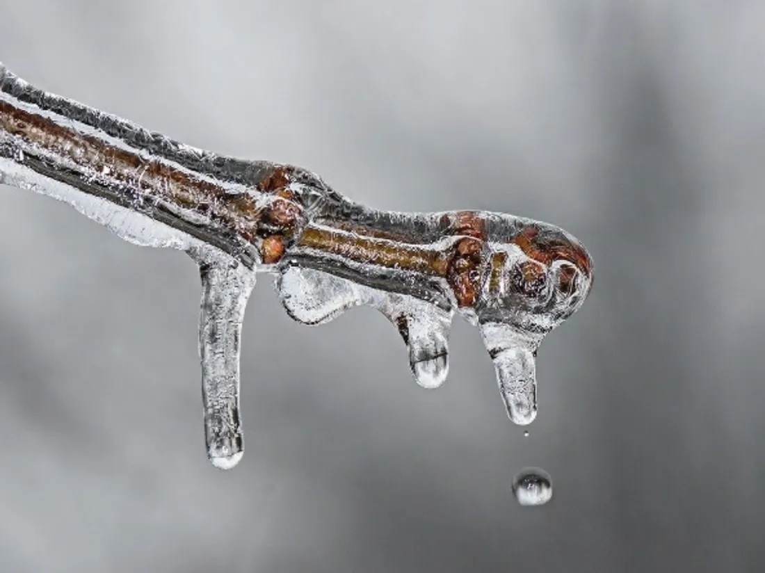 une branche pleine de gel - photo d'illustration
