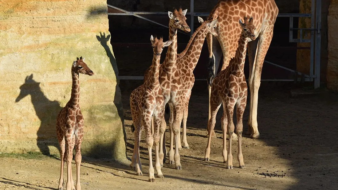 Les cinq girafons au Bioparc de Doué-la-Fontaine