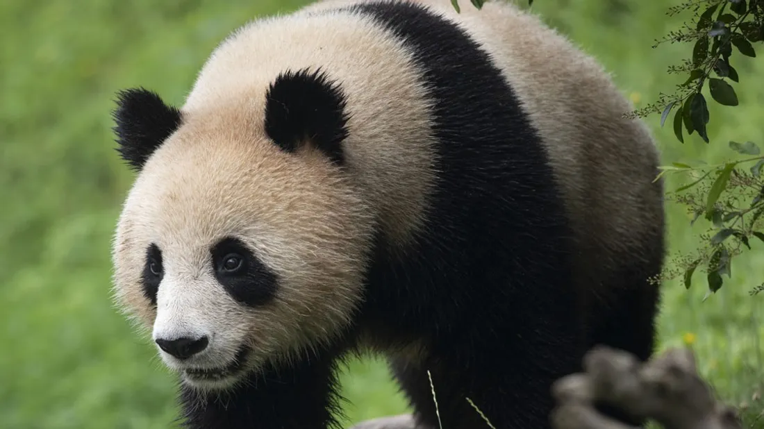 Le Zoo de Beauval 