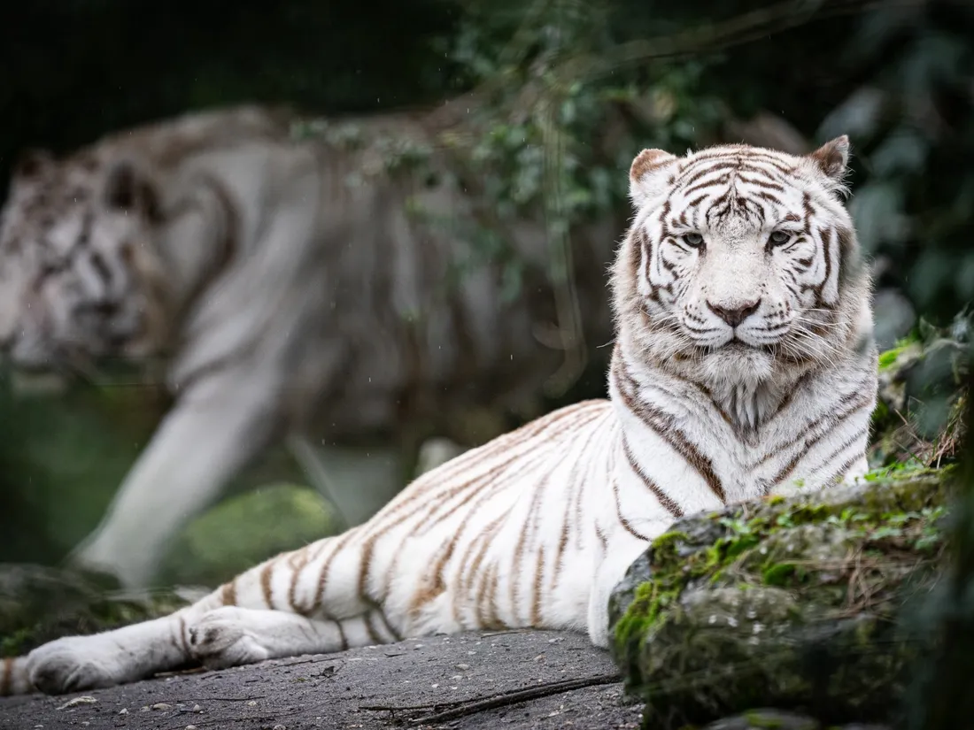 Kiara, la tigre blanche était âgée de 16 ans. 