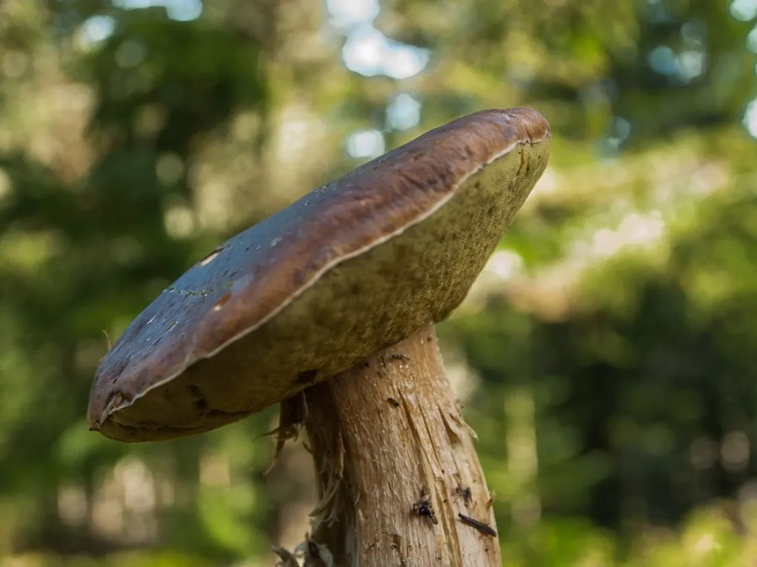 Un champignon. Photo d'illustration