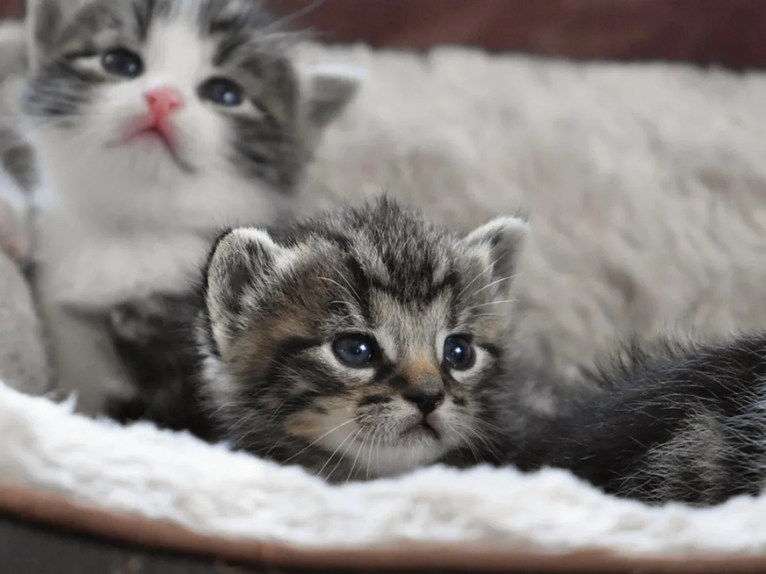 Des petits chats - Photo d'illustration