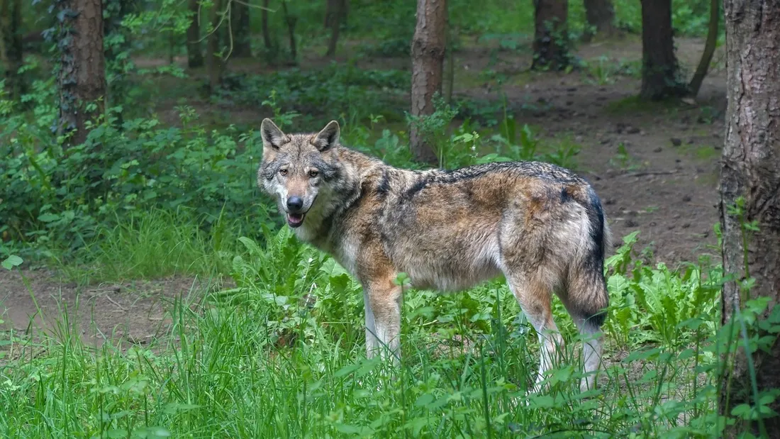 La présence du loup gris affirmée en Maine-et-Loire.
