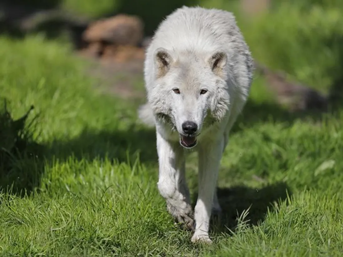 La joggeuse mordue par des loups à Thoiry est sortie d’affaire