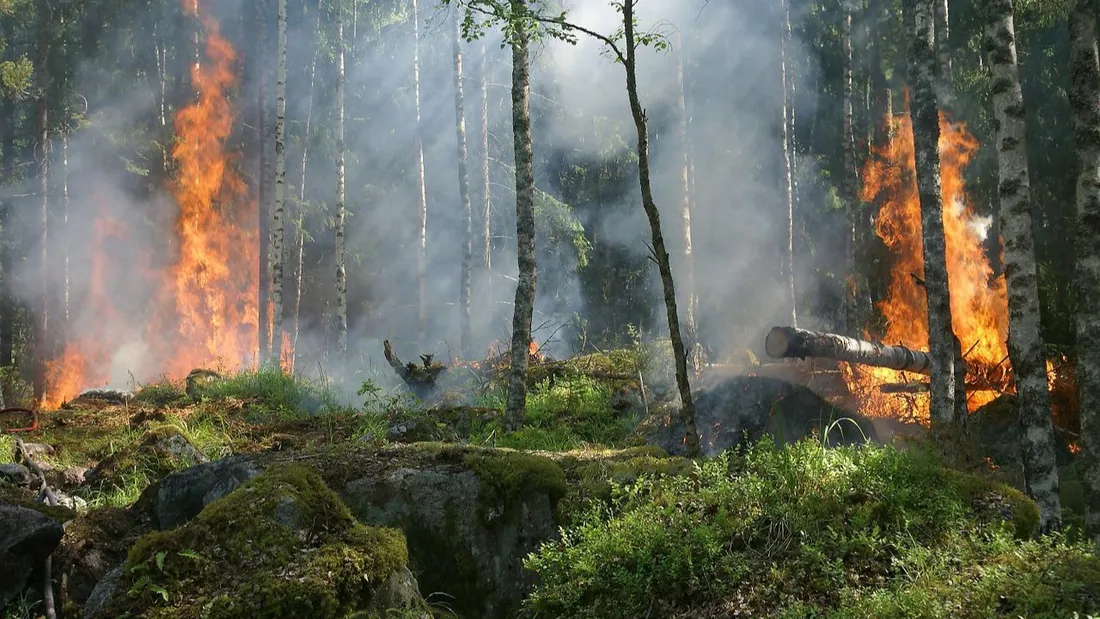 Vague de chaleur : le risque d’incendie est maximal dans les forêts de l’Île-de-France