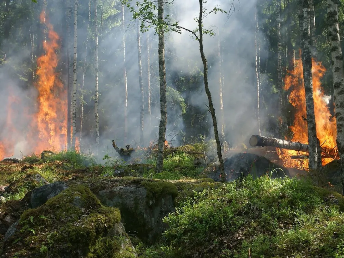 Vague de chaleur : le risque d’incendie est maximal dans les forêts de l’Île-de-France