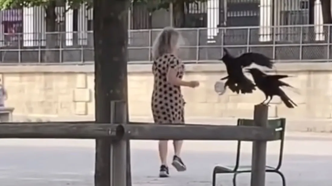 Des promeneurs attaqués par des corneilles dans le jardin des Tuileries (vidéo)