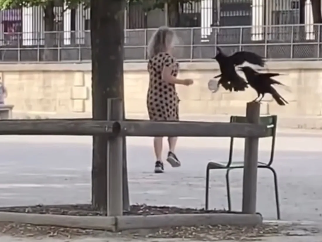 Des promeneurs attaqués par des corneilles dans le jardin des Tuileries (vidéo)