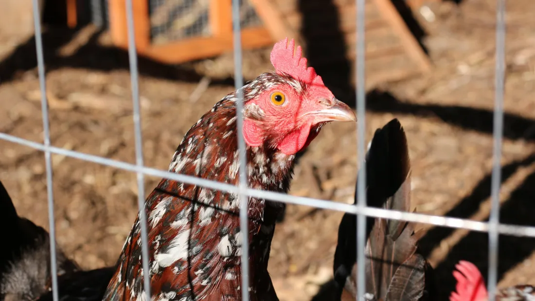Volailles contaminées à la Listeria : rappel massif de poulets fermiers 