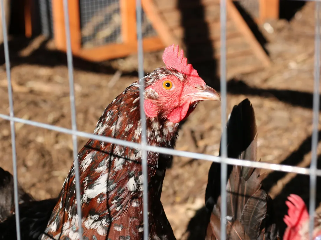 Volailles contaminées à la Listeria : rappel massif de poulets fermiers 