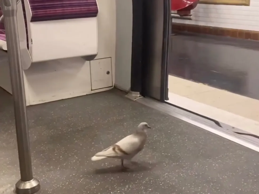 Un pigeon prend le métro en toute décontraction et fait rire la toile (vidéo)