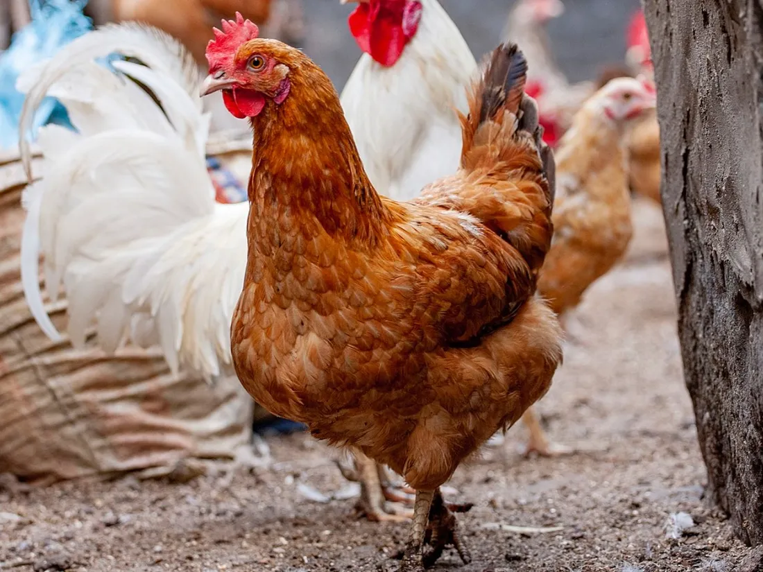 L’ARS de l’Île-de-France recommande de ne pas consommer les œufs du jardin 