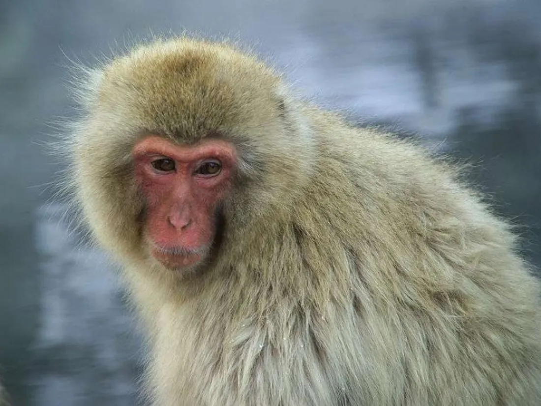 L'Ecosse déploie les grands moyens pour retrouver un singe évadé d'un zoo
