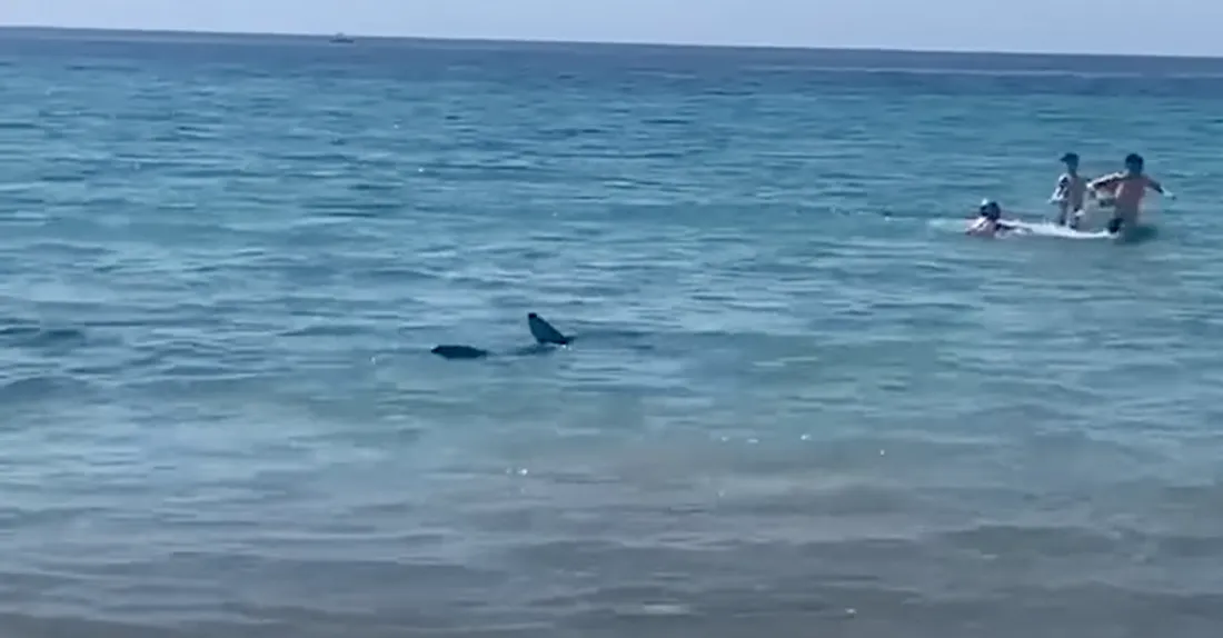 Un requin s'est invité sur les plages d'Alicante (Espagne)