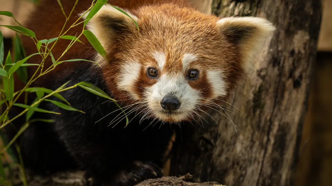 Paris : les pandas roux sont de retour au jardin des plantes 