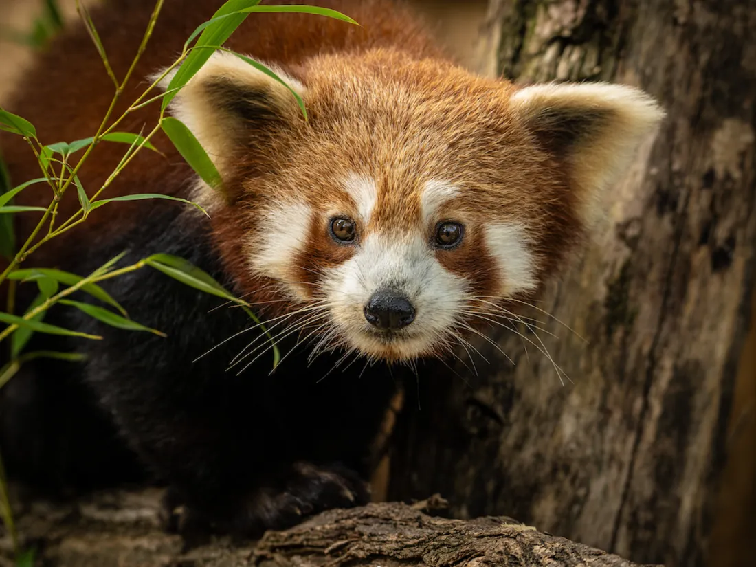 Paris : les pandas roux sont de retour au jardin des plantes 