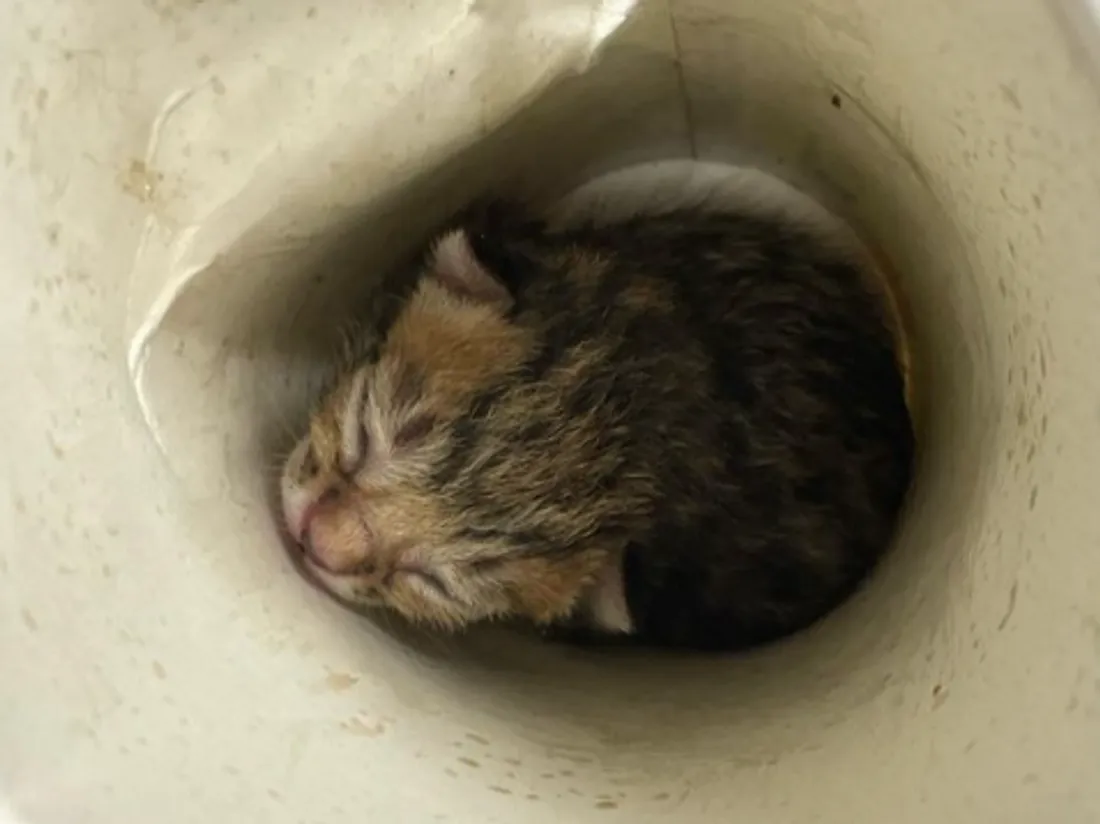 Un chaton retrouvé dans un gobelet après un match de foot