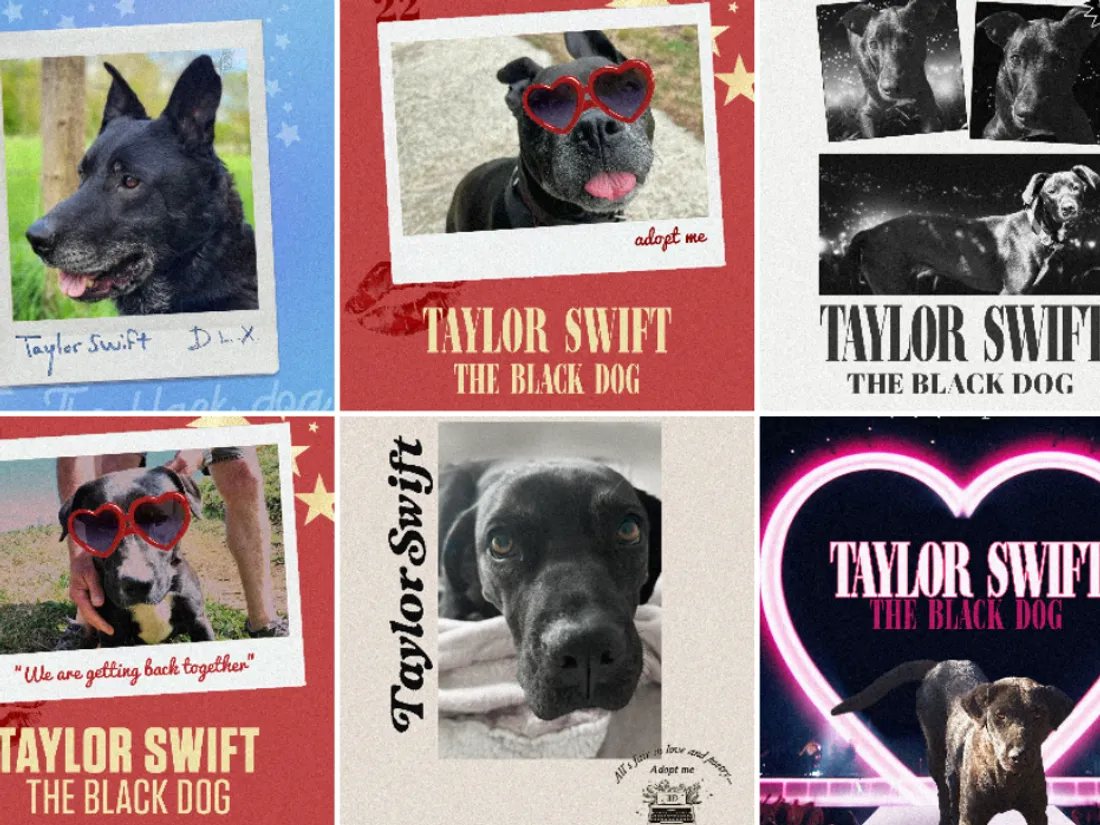 Tous les chiens noirs ont été rebaptisés Taylor Swift.