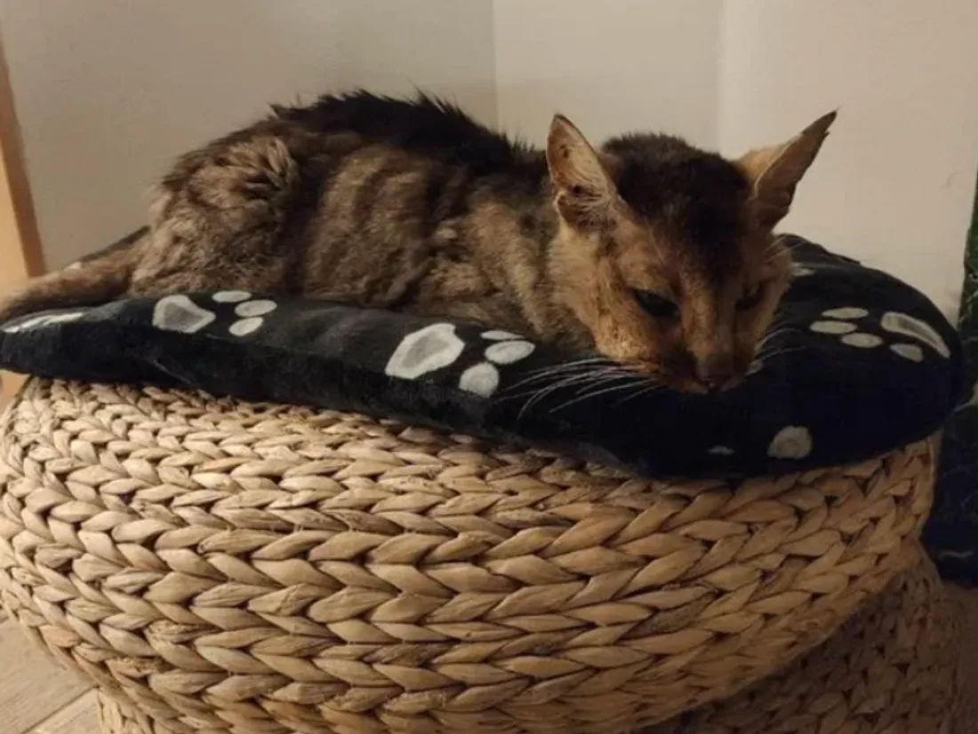 Le chat Grizzly 