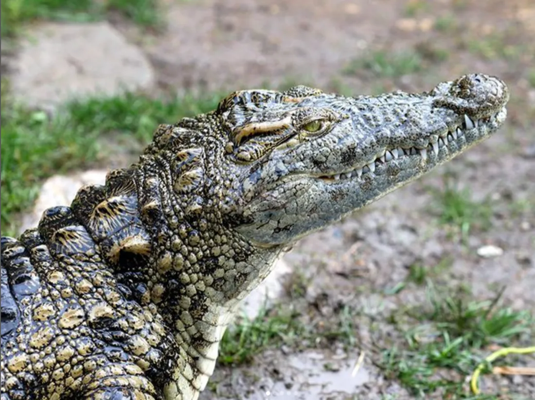 L'un des reptiles de Philippe Gillet