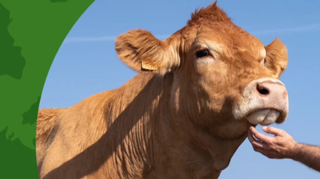 Oupette sera l'égérie du salon de l'agriculture.