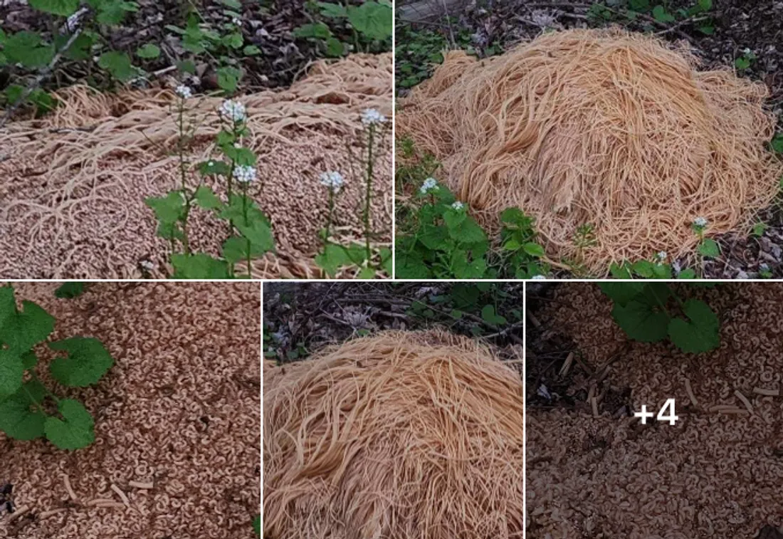 Un tas de spaghetti a été retrouvé dans un bois de la banlieue de New York...