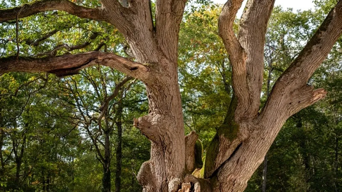 Le chêne de Faverolles en Eure-et-Loir