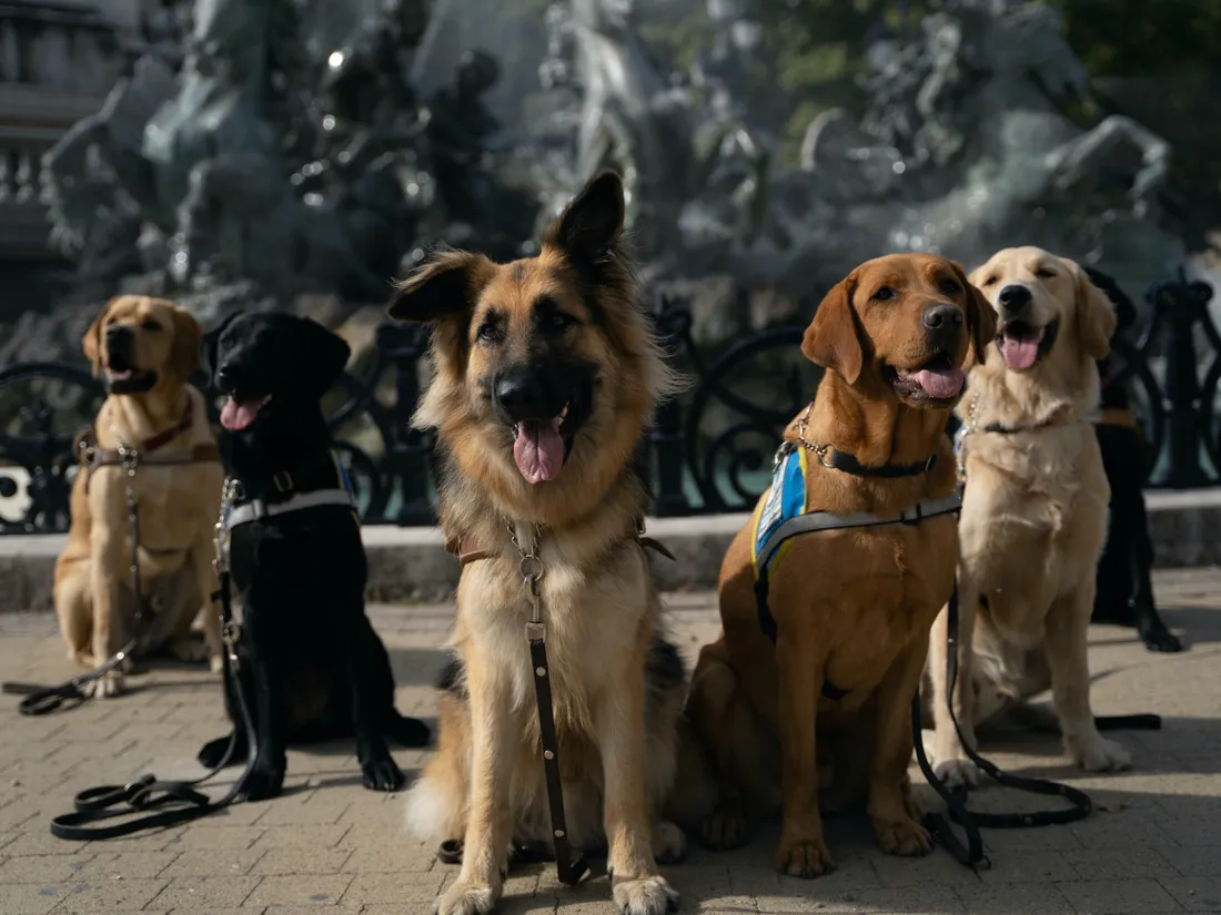 chien guide 