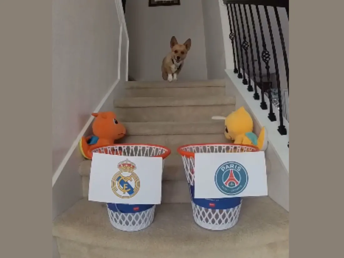 Pour ce chien, le PSG va gagner la Ligue des champions