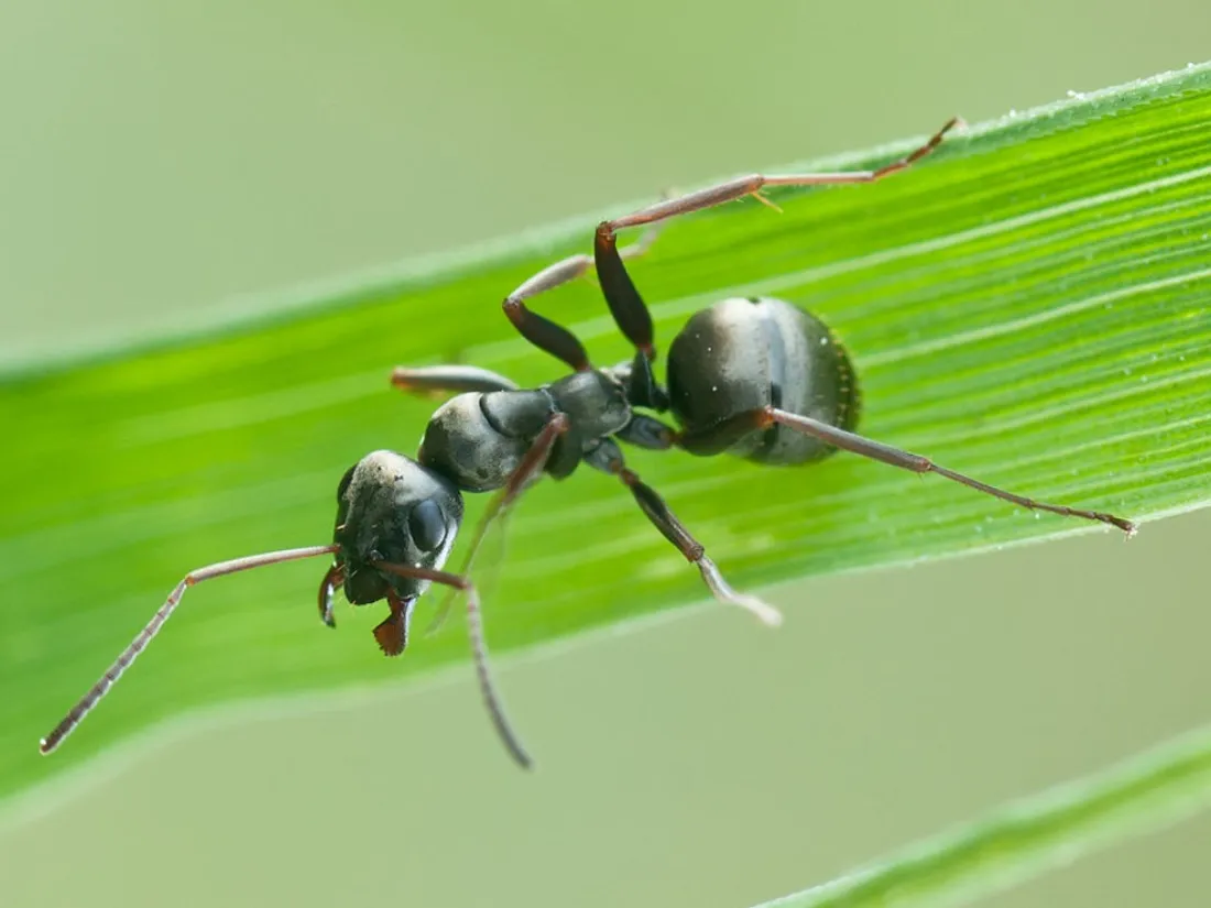 fourmi Formica fusca