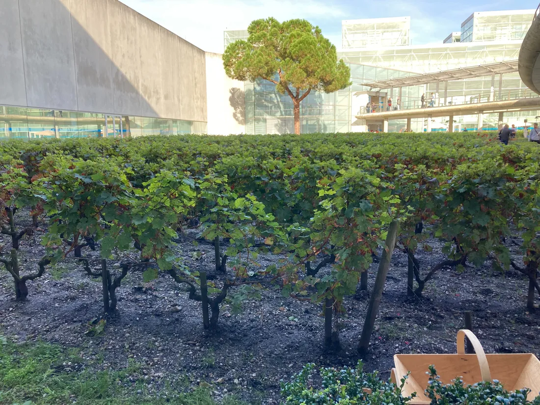 Vendanges aéroport