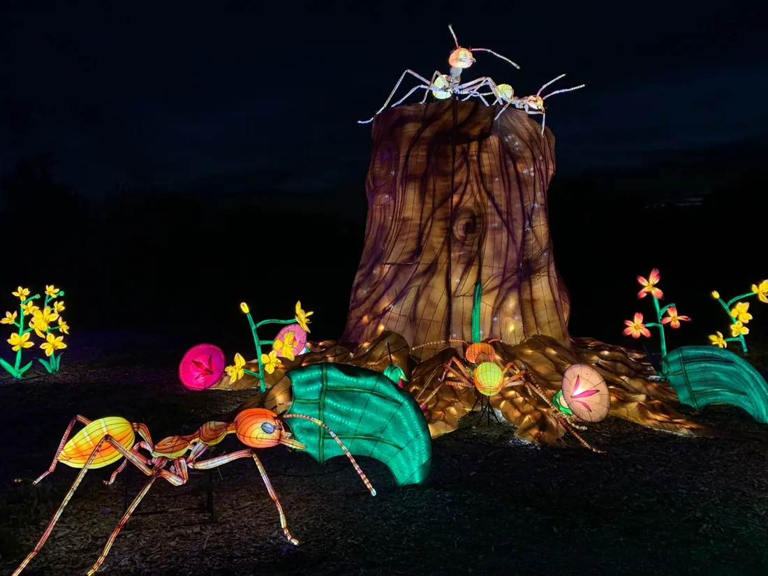 Des fourmis agrandies pour l'occasion se baladent dans les jardins de Thoiry.