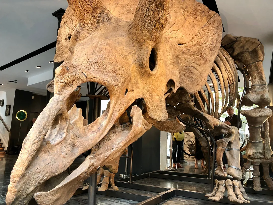 Le dinosaure Big John, vieux de 66 millions d'années, exposé en plein cœur du Marais.