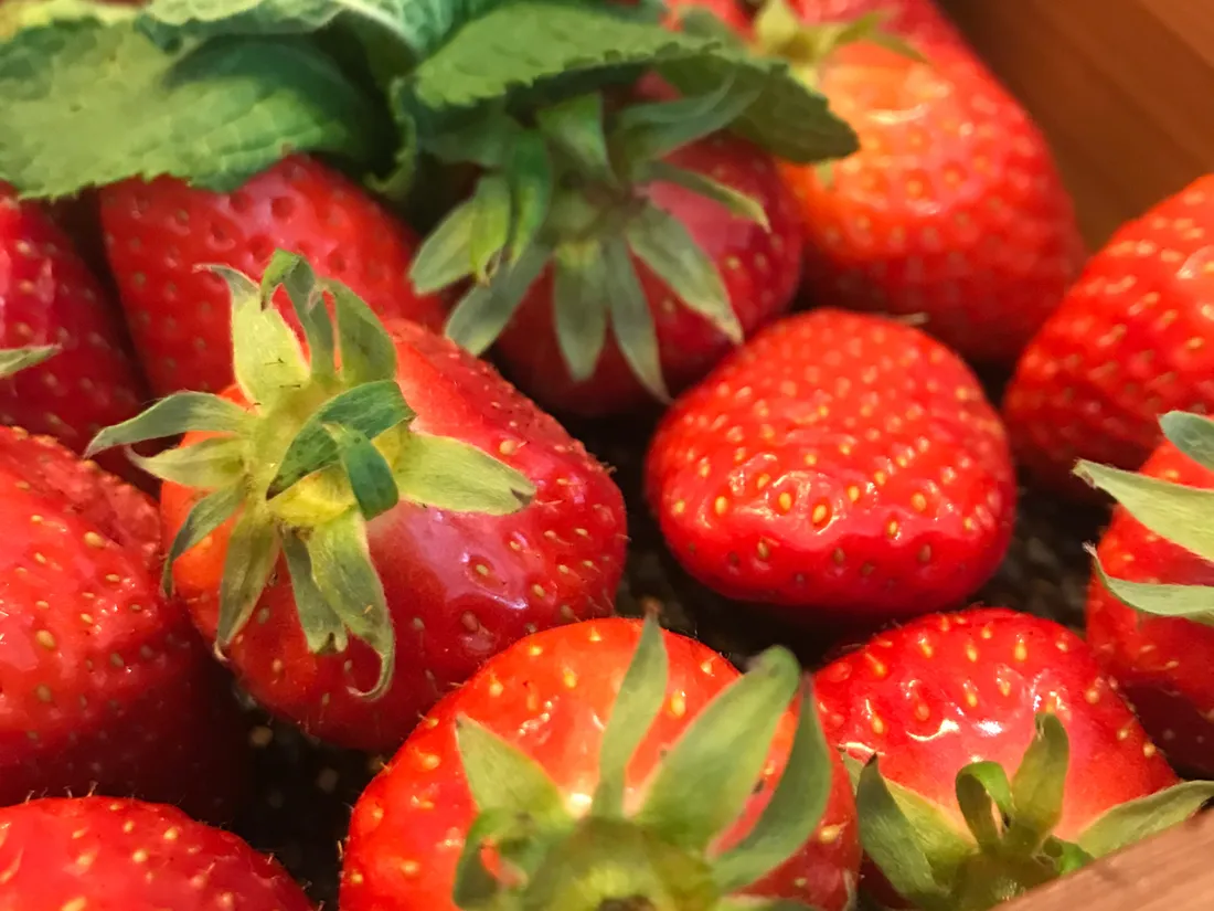 Quatre variétés de fraises sont labellisées Label Rouge et produites dans le Lot-et-Garonne