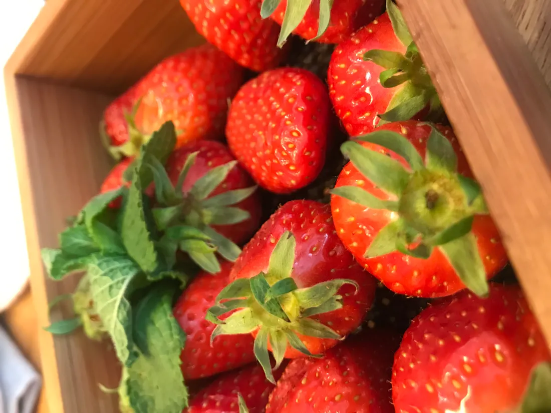 Quatre variétés de fraises sont labellisées Label Rouge et produites dans le Lot-et-Garonne