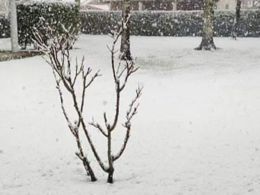 La neige à Cestas 