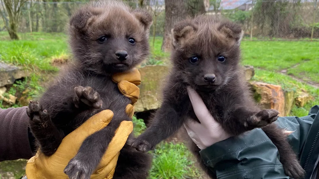 Bioparc : naissance de deux bébés loups à crinière 