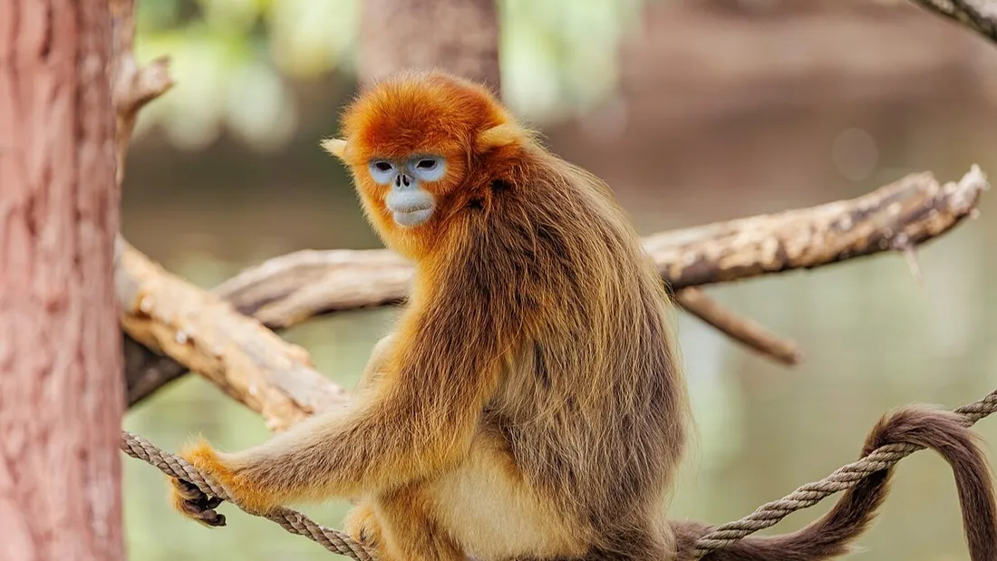 Trois singes dorés seront accueillis à Beauval.