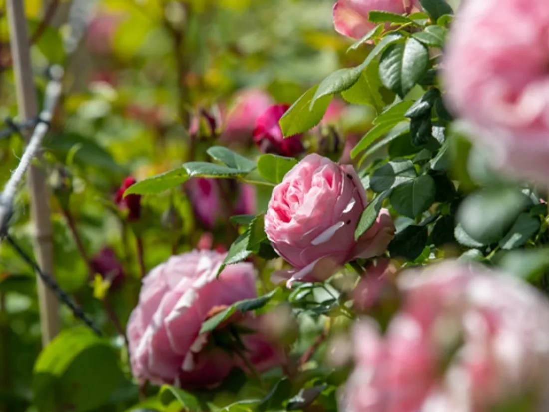 ROSE