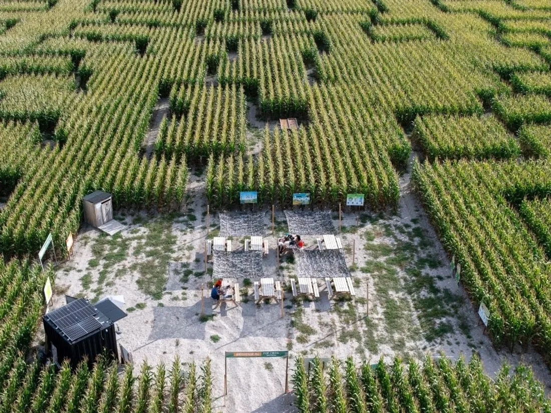 Vente de plantes, Labyrinthe et course de baignoires : Qu'est-ce qu'on fait ce week-end ?