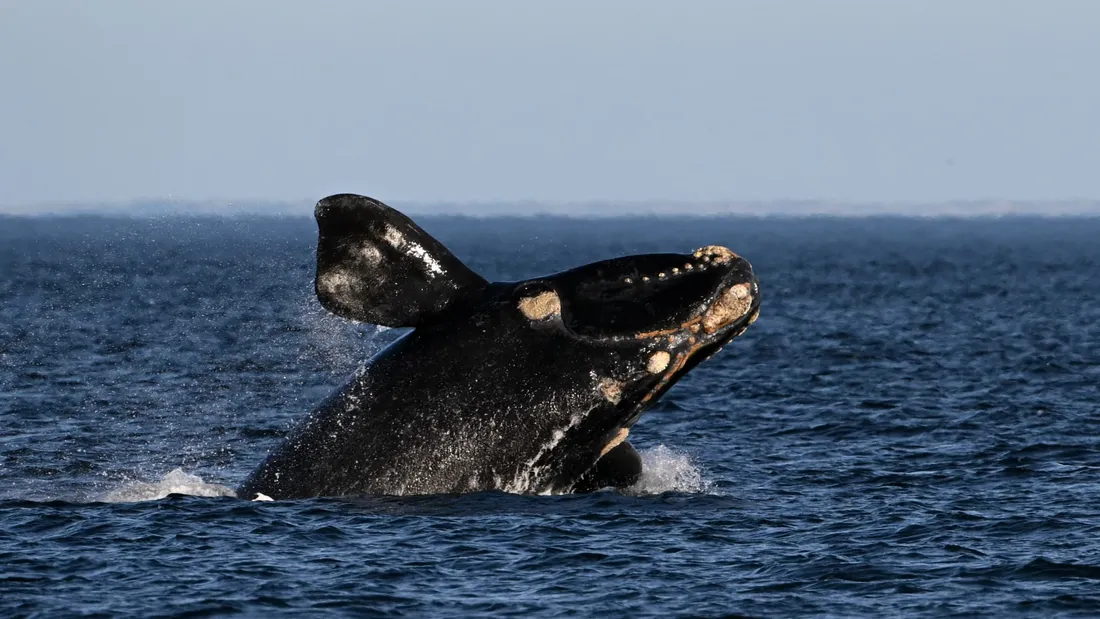 Une association sauve des baleines grâce à l’IA