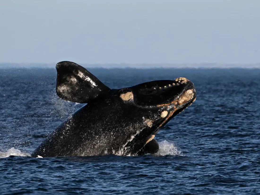 Une association sauve des baleines grâce à l’IA