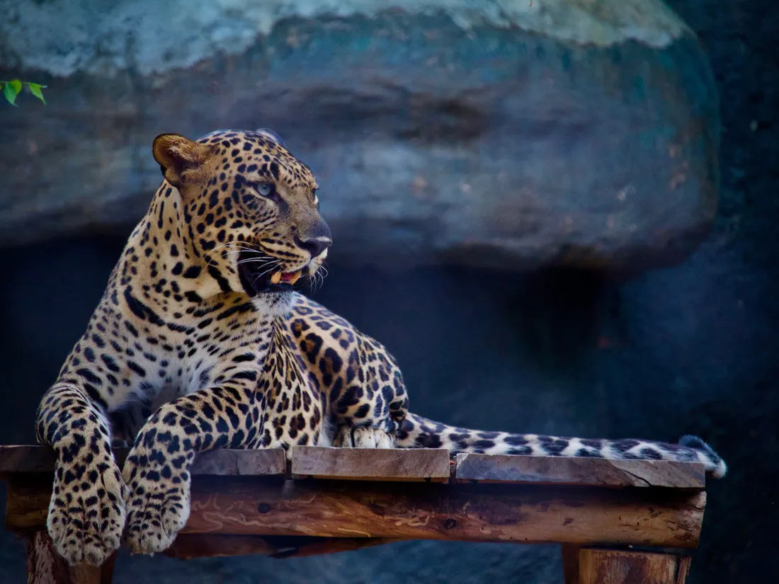 Un jaguar - photo d'illustration