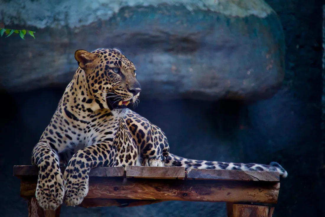 Un jaguar - photo d'illustration