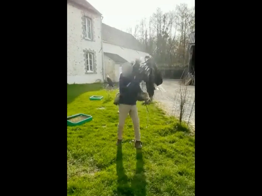 Seine-et-Marne : un dresseur pour le cinéma maltraite un aigle, une enquête ouverte