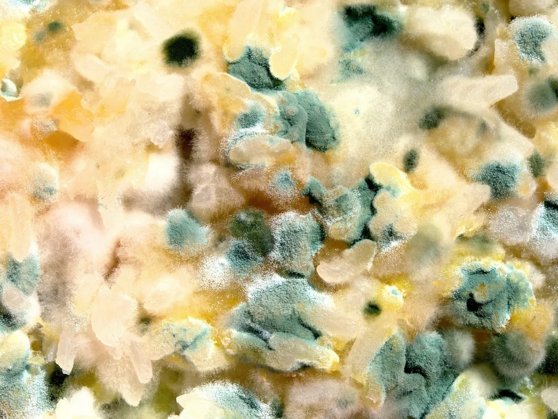 Envoyer vos aliments moisis pour faire avancer la science, ça vous tente ?