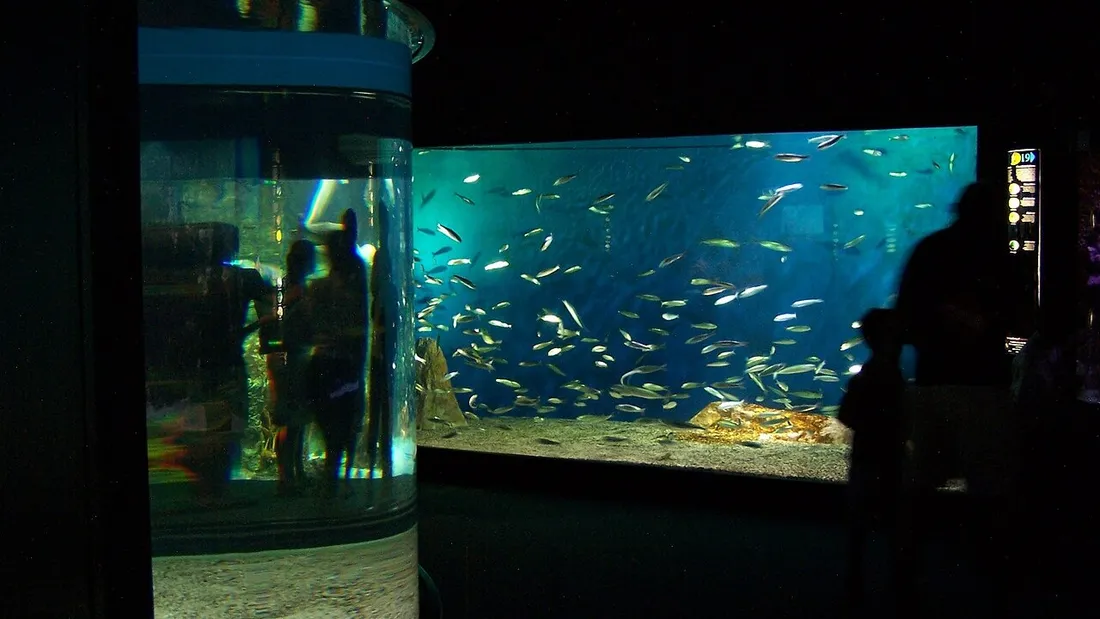 L'Aquarium de La Rochelle.