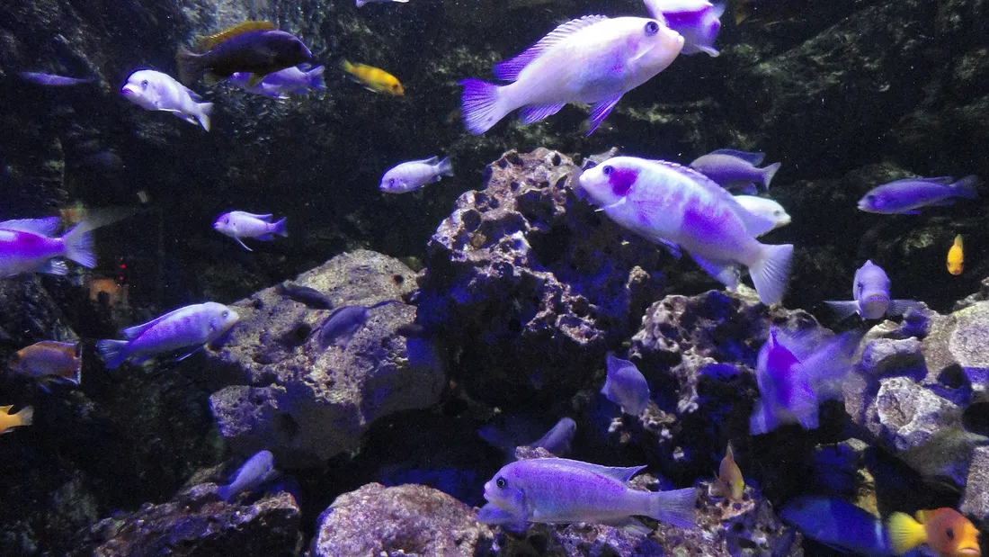 Des poissons de l'Aquarium de Limoges.